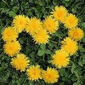 Team Page: K3 Mrs. Deaton's Dandy Dandelions